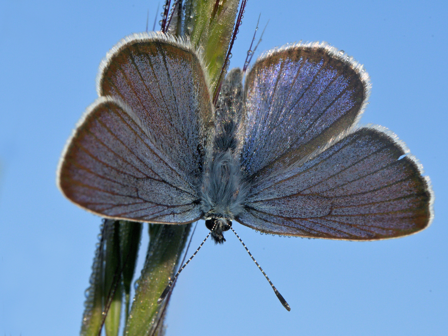 Rotklee-Bläuling Cyaniris semiargus