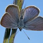 Rotklee-Bläuling Cyaniris semiargus