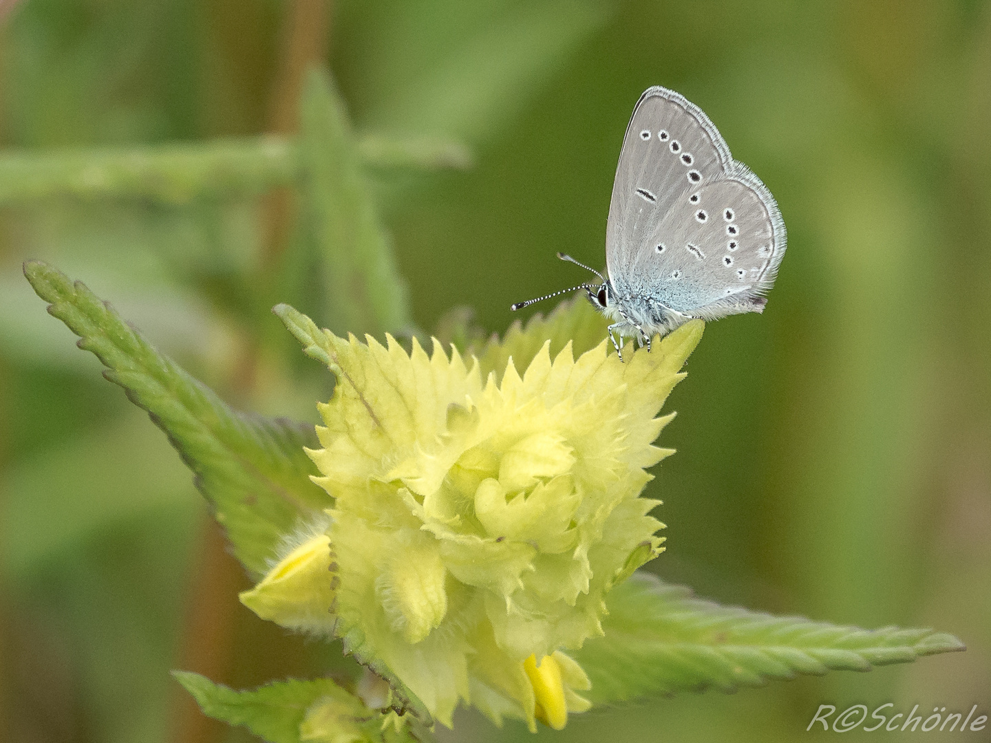 Rotklee-Bläuling (Cyaniris semiargus)