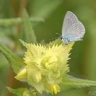 Rotklee-Bläuling (Cyaniris semiargus)