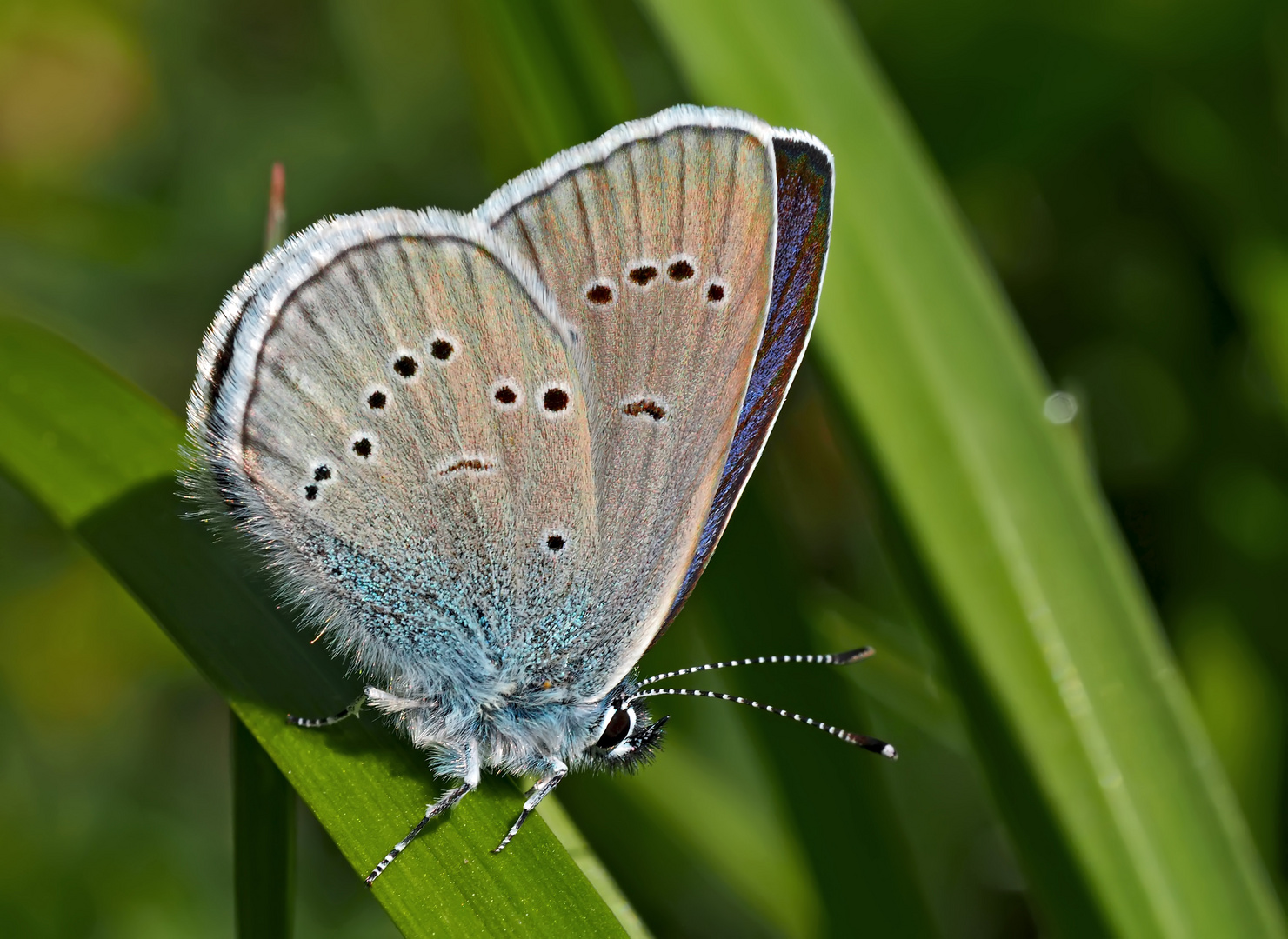 Rotklee-Bläuling, ein Männchen (Cyaniris semiargus)*  - Azuré des anthyllides.