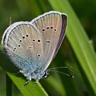 Rotklee-Bläuling, ein Männchen (Cyaniris semiargus)*  - Azuré des anthyllides.