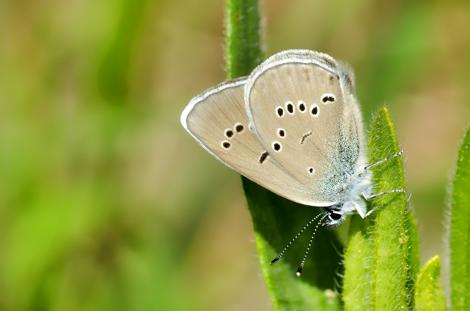 Rotklee-Bläuling (Polyommatus semiargus)