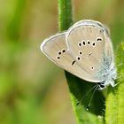 Rotklee-Bläuling (Polyommatus semiargus)