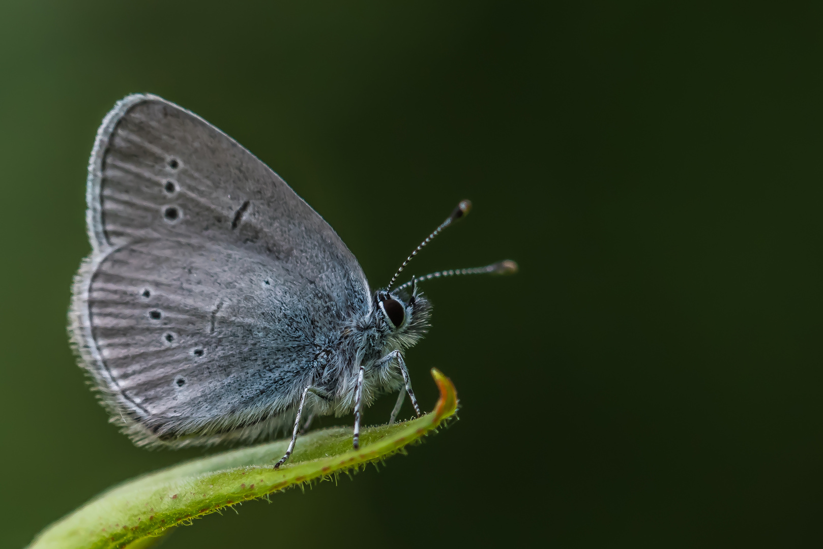 Rotklee-Bläuling (Polyommatus semiargus)