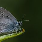 Rotklee-Bläuling (Polyommatus semiargus)