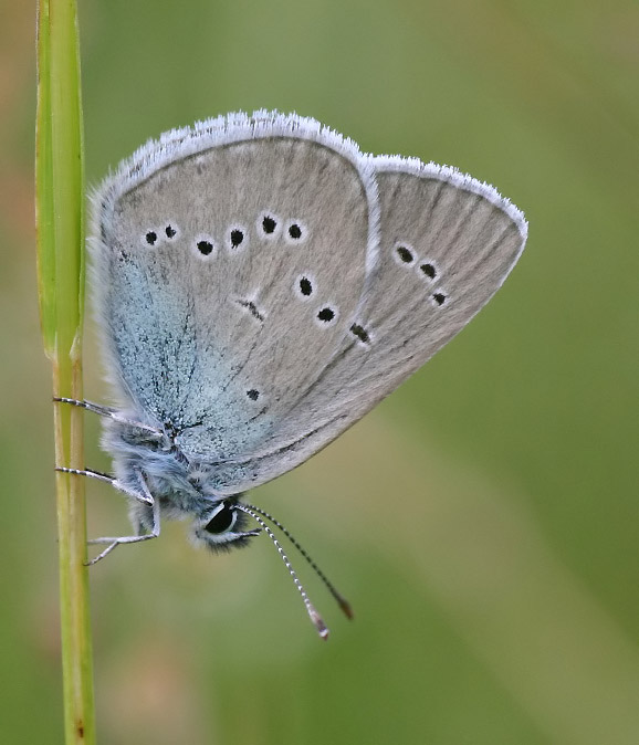 Rotklee-Bläuling - Polyommatus semiargus