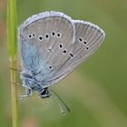 Rotklee-Bläuling - Polyommatus semiargus