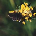 Rotklee-Bläuling - Polyommatus semiargus