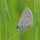 Rotklee-Bläuling (Polyommatus semiargus)