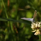 Rotklee-Bläuling (Polyommatus semiargus)