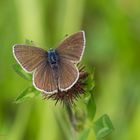 Rotklee-Bläuling (Polyommatus semiargus) - Weibchen