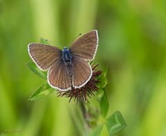 Rotklee-Bläuling (Polyommatus semiargus) - Weibchen