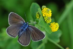 Rotklee-Bläuling (Polyommatus semiargus) Weibchen ?