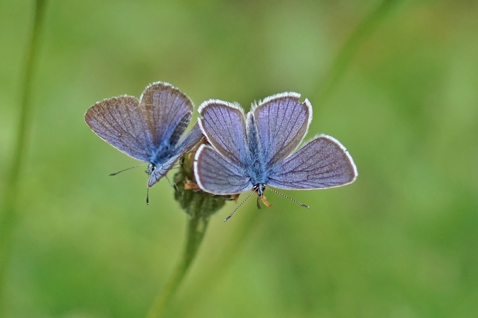 Rotklee-Bläulinge (Cyaniris semiargus), Männchen