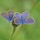 Rotklee-Bläulinge (Cyaniris semiargus), Männchen