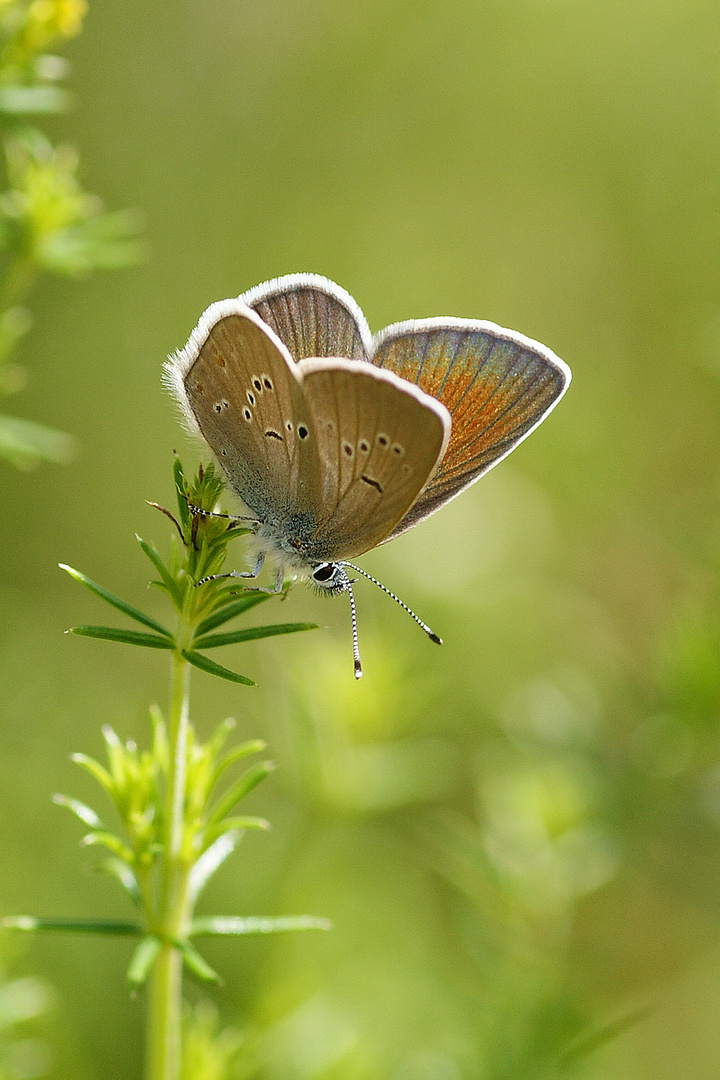 Rotklee-oder Violetter Waldbläuling (Polyommatus semiargus), Weibchen