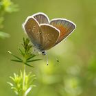 Rotklee-oder Violetter Waldbläuling (Polyommatus semiargus), Weibchen