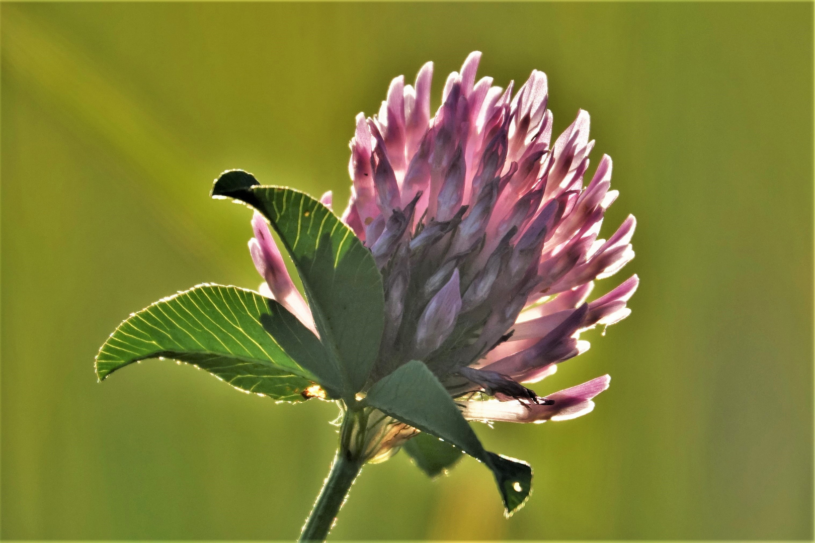 Rotklee (Trifolium pratense)