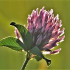 Rotklee (Trifolium pratense)