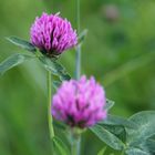 Rotklee (Trifolium pratense)