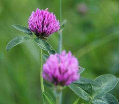 Rotklee (Trifolium pratense)