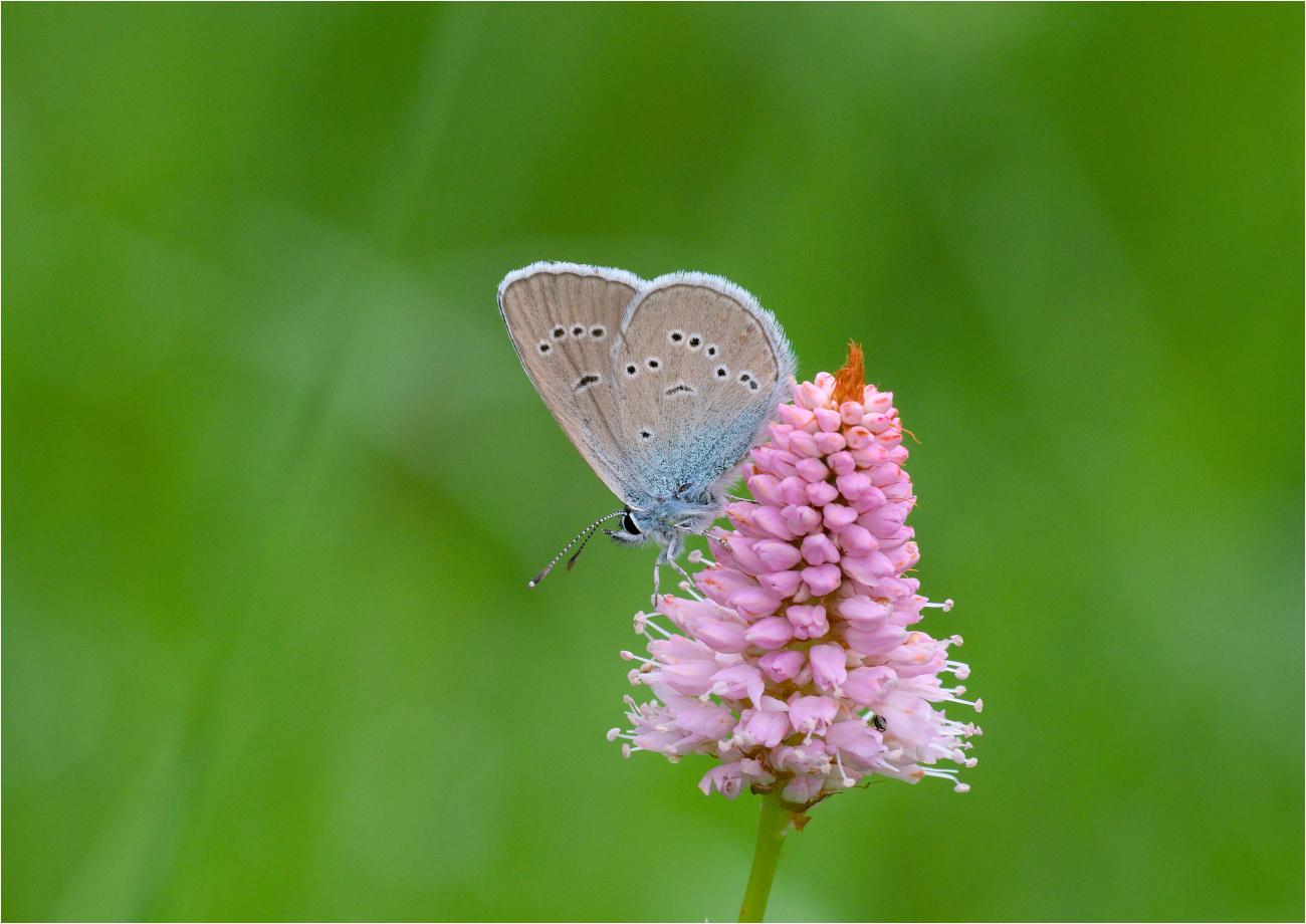 Rotkleebläuling (Polyommatus semiargus)