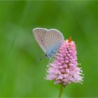 Rotkleebläuling (Polyommatus semiargus)