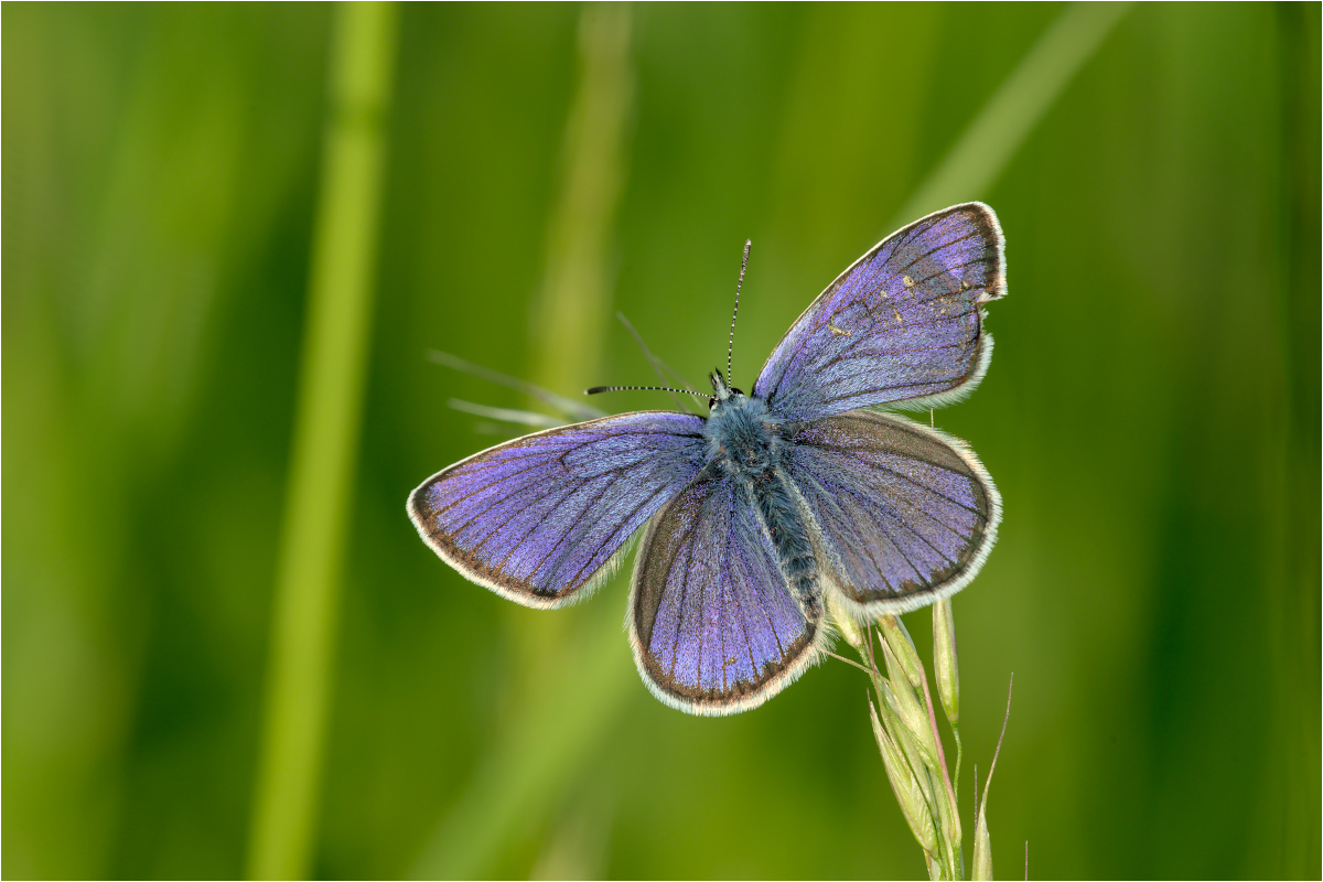 Rotkleebläuling (Polyommatus semiargus)