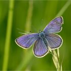 Rotkleebläuling (Polyommatus semiargus)