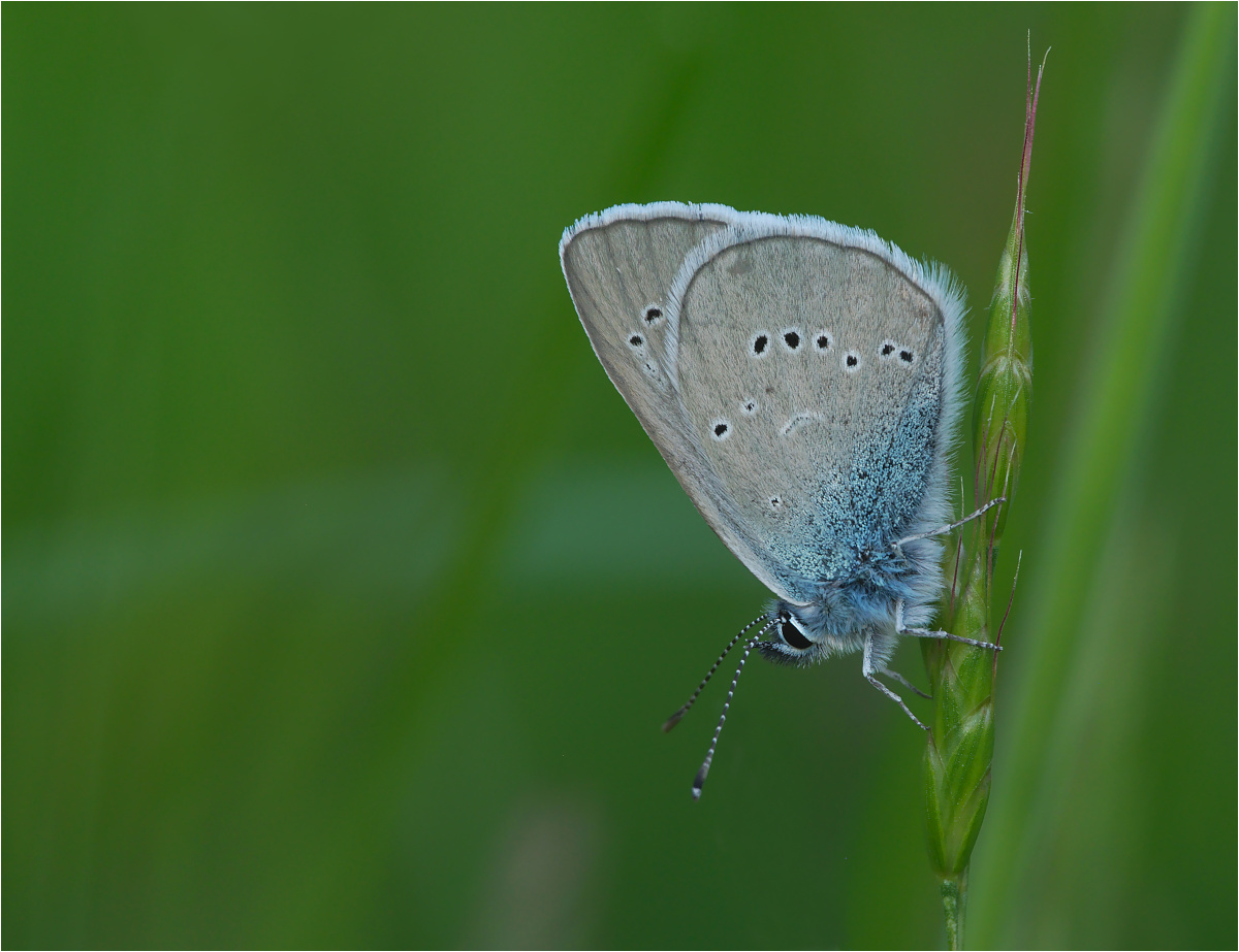 Rotkleebläuling (Polyommatus semiargus) 