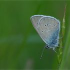 Rotkleebläuling (Polyommatus semiargus) 