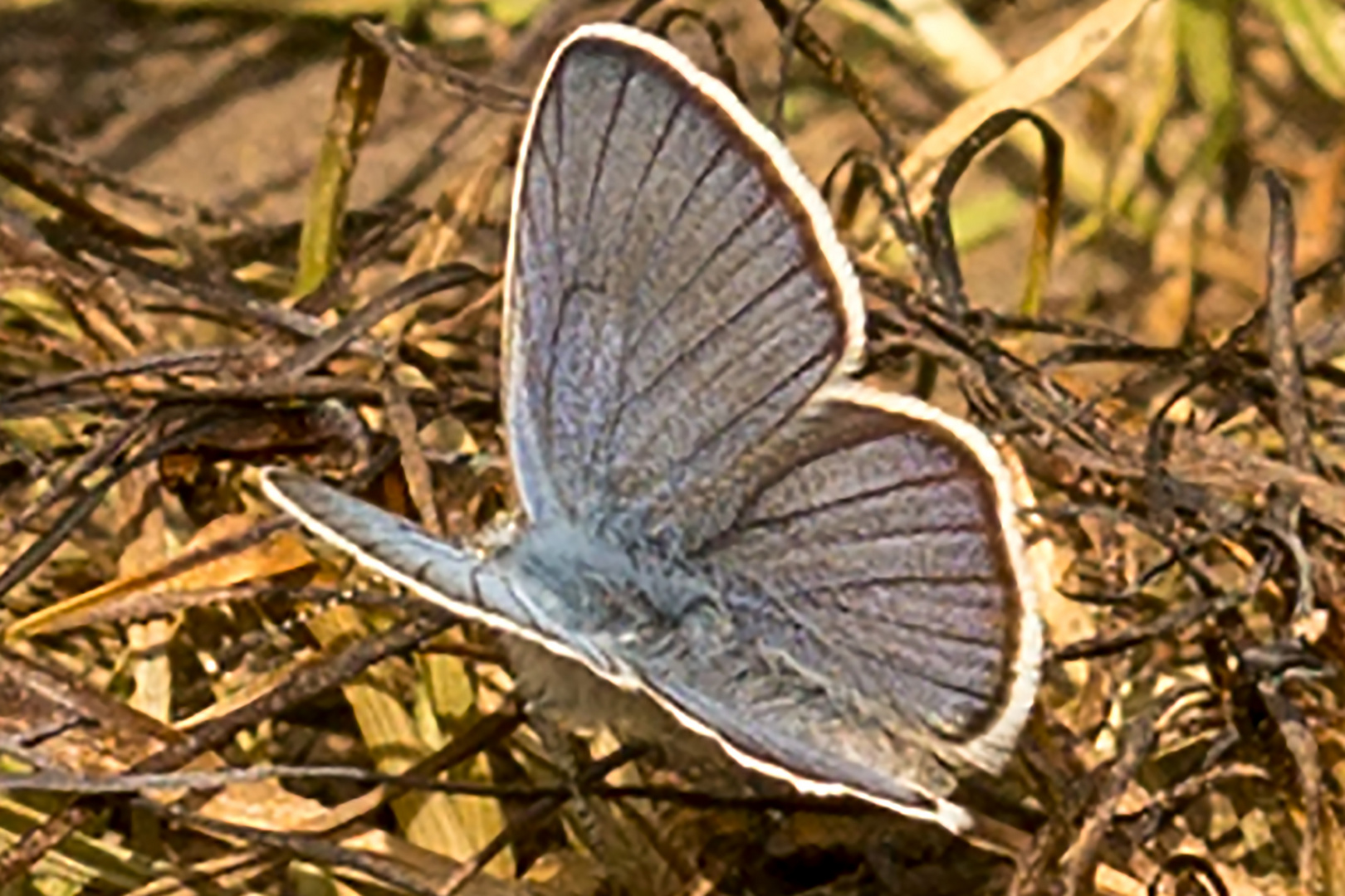 Rotkleebläuling (Polyommatus semiargus)