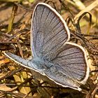 Rotkleebläuling (Polyommatus semiargus)