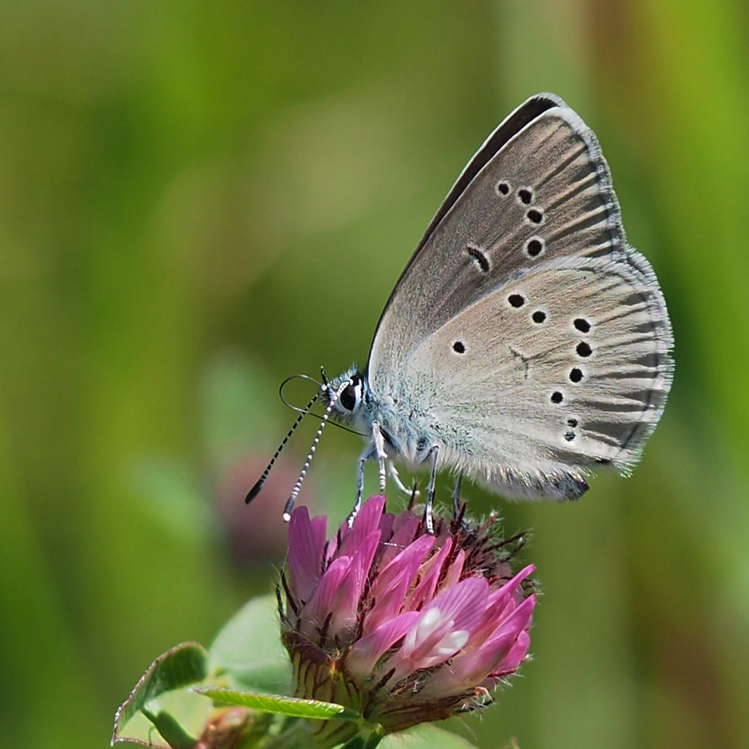 Rotkleebläuling (Polyommatus semiargus)