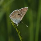 Rotkleebläuling (Polyommatus semiargus) weibl.