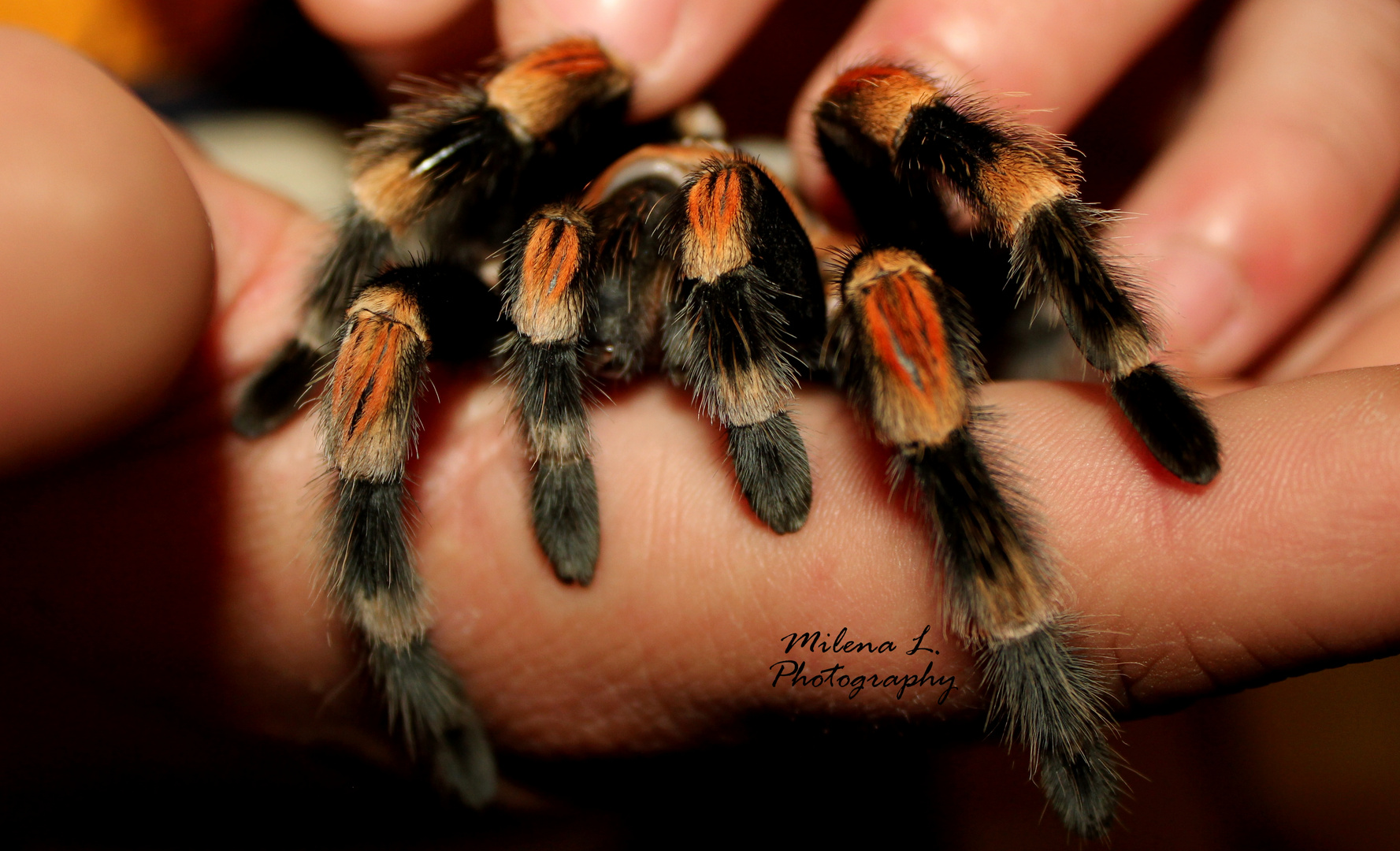 Rotknie-Vogelspinne (Brachypelma smithi)