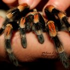 Rotknie-Vogelspinne (Brachypelma smithi)