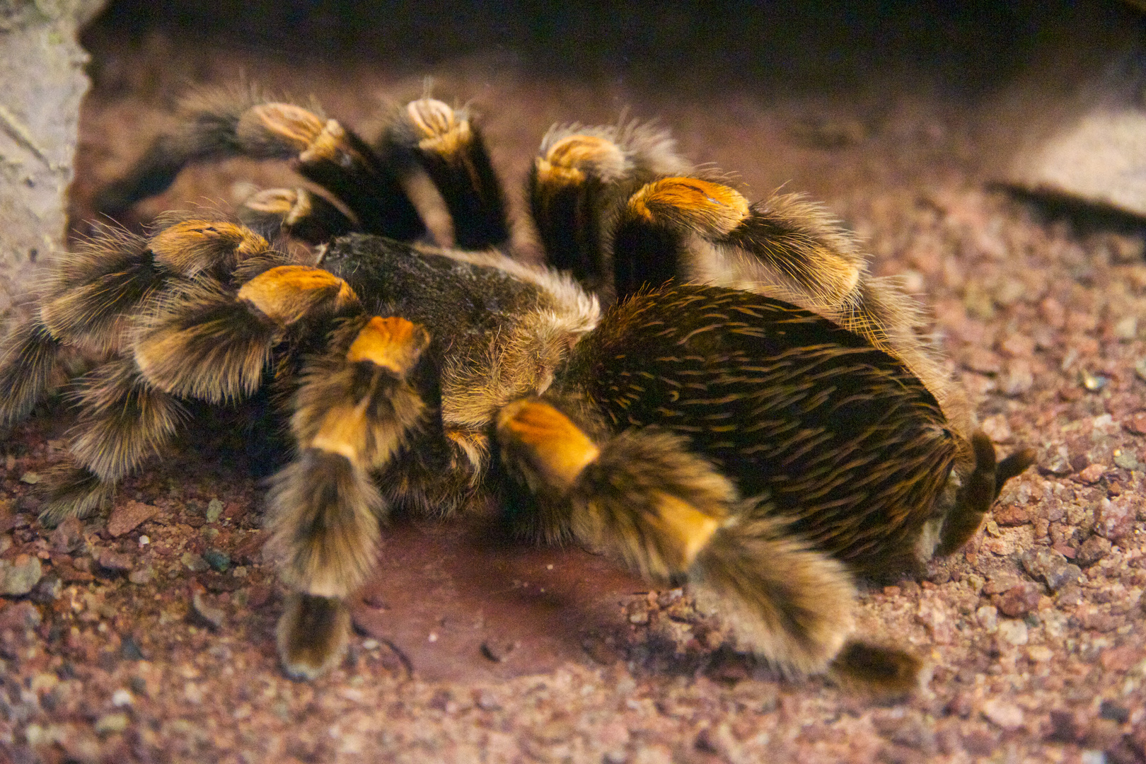 Rotknie Vogelspinne