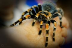 Rotknievogelspinne