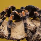 Rotknievogelspinne (Brachypelma smithi)