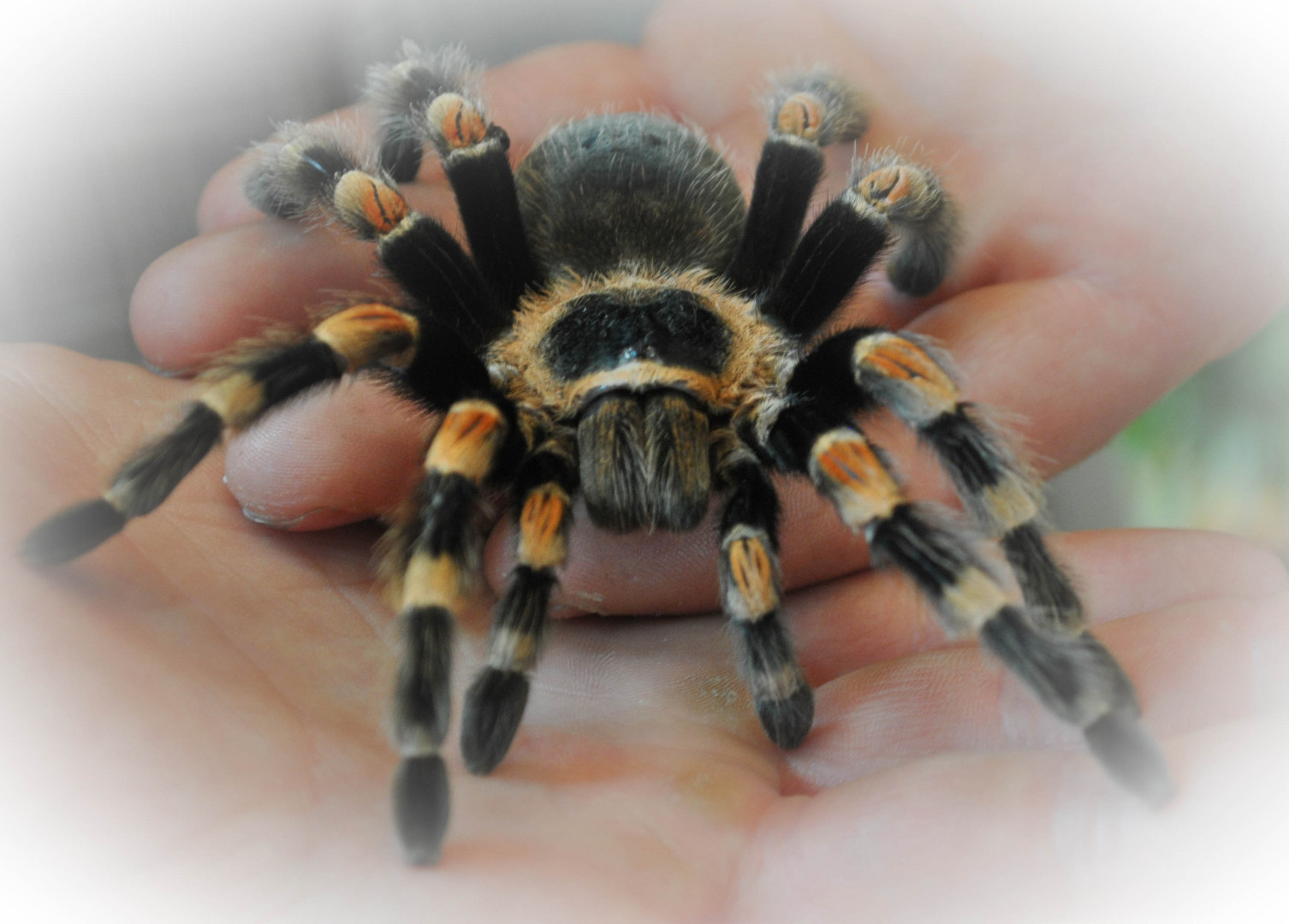 Rotknievogelspinne