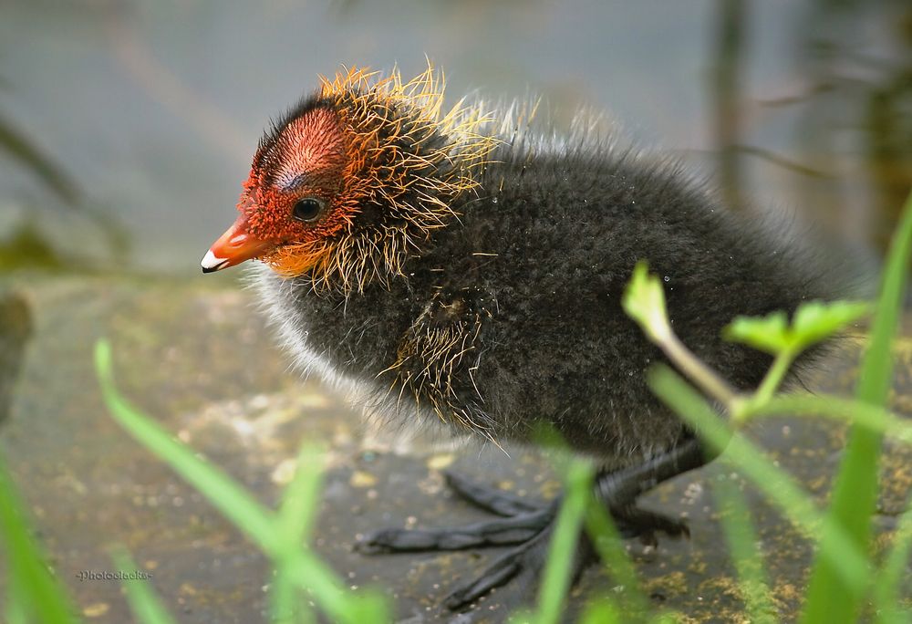 Rotköpfchen