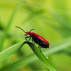 Rotköpfige Feuerkäfer (Pyrochroa serraticornis)