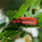 Rotköpfiger Feuerkäfer