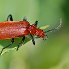 Rotköpfiger Feuerkäfer