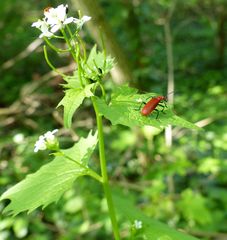 Rotköpfiger Feuerkäfer