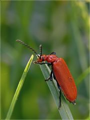 Rotköpfiger Feuerkäfer