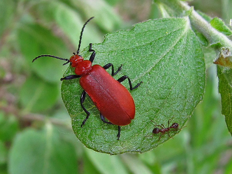 Rotköpfiger Feuerkäfer