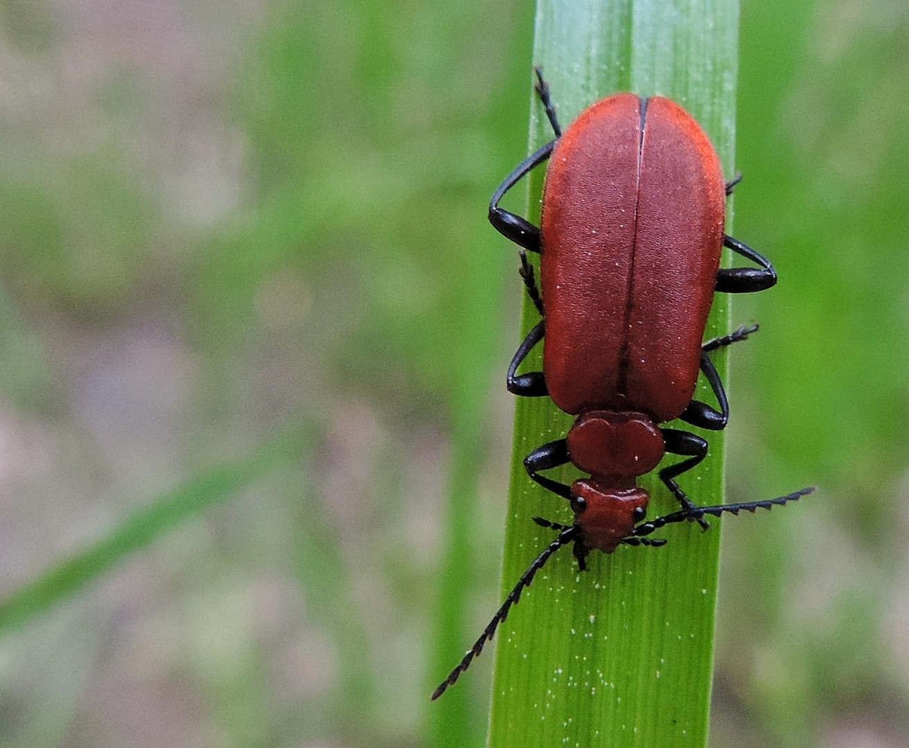 Rotköpfiger Feuerkäfer (Pyrochroa serraticornis)